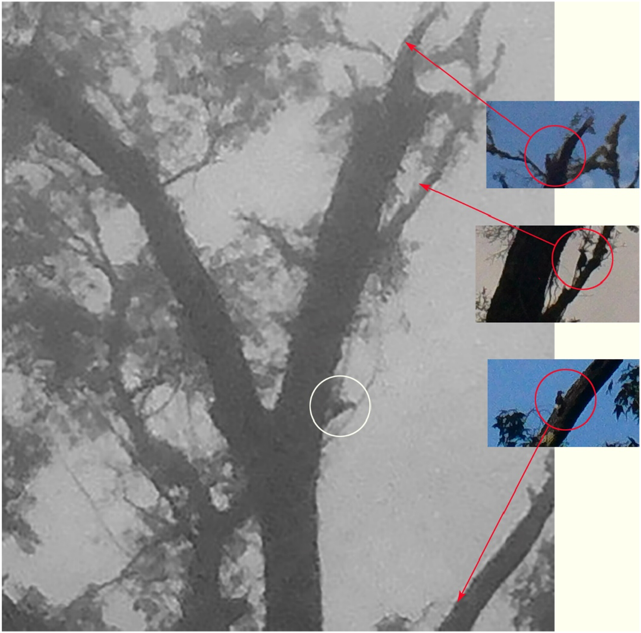 Multiple lines of evidence suggest the persistence of the Ivory-billed Woodpecker (Campephilus principalis) in Louisiana