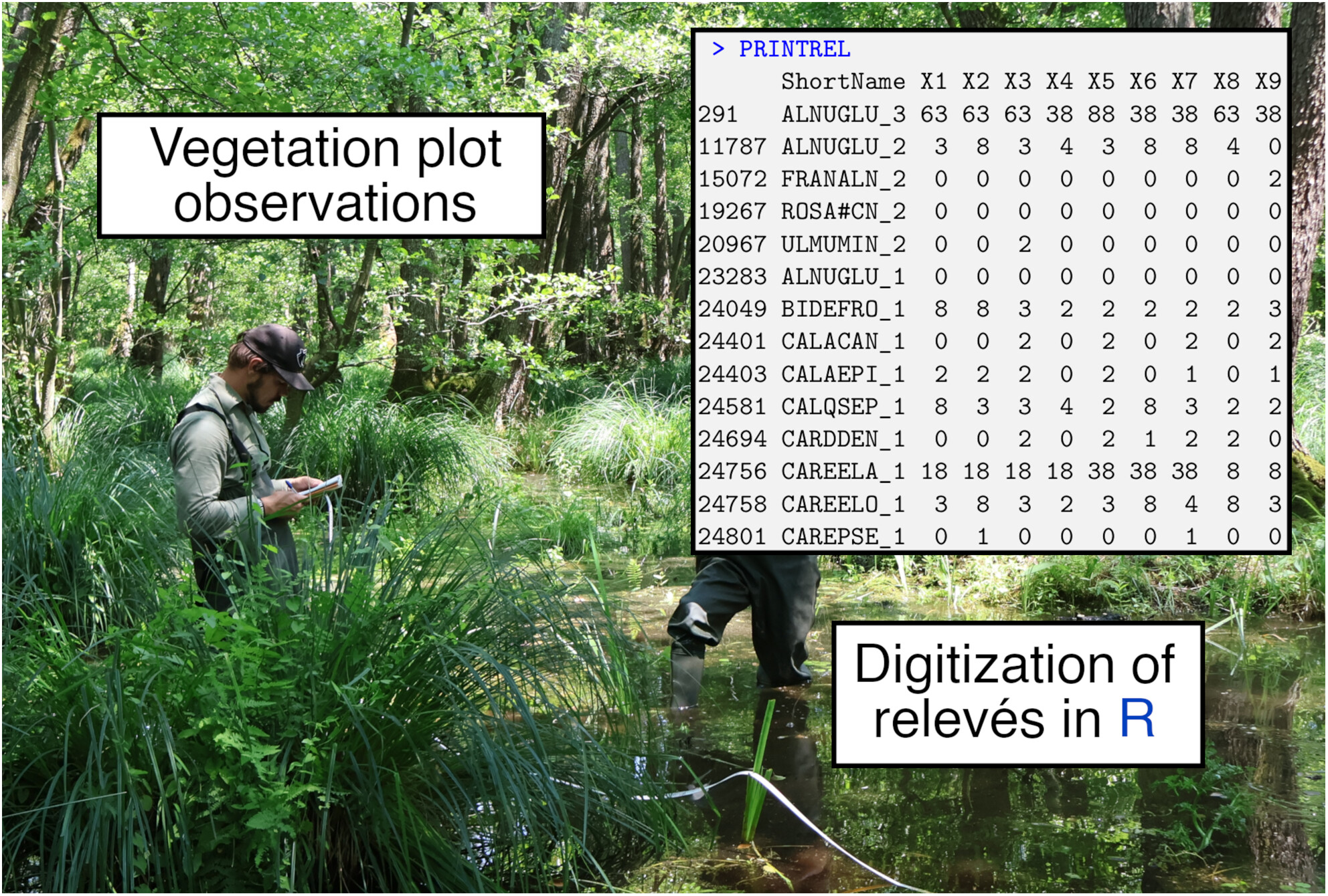 Introducing Rveg: An R Package for Phytosociological Data Digitizing