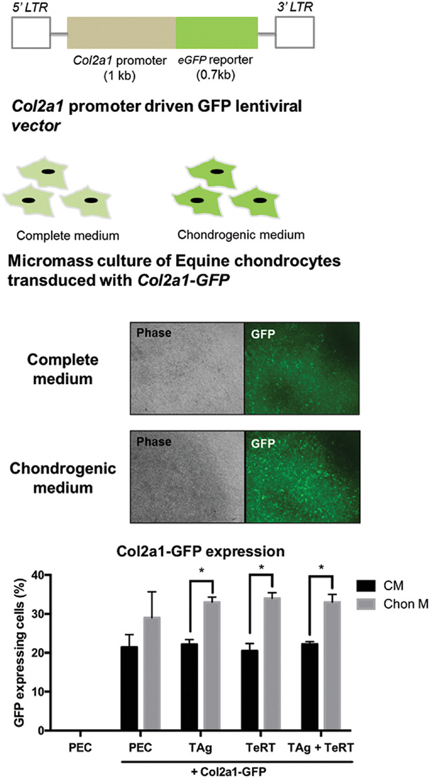 Generation of Immortalized Equine Chondrocytes With Inducible Sox9 Expression Allows Control of Hypertrophic Differentiation