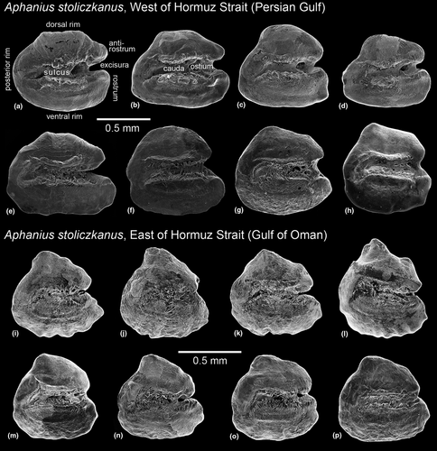 Details are in the caption following the image Details are in the caption following the image