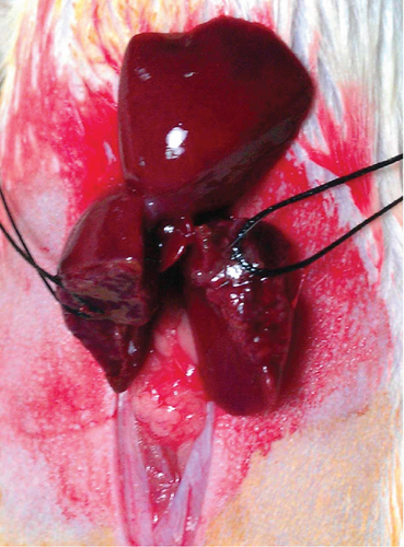 Details are in the caption following the image Details are in the caption following the image