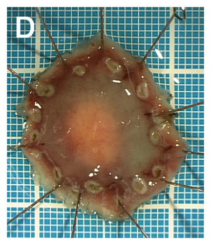 Details are in the caption following the image Details are in the caption following the image