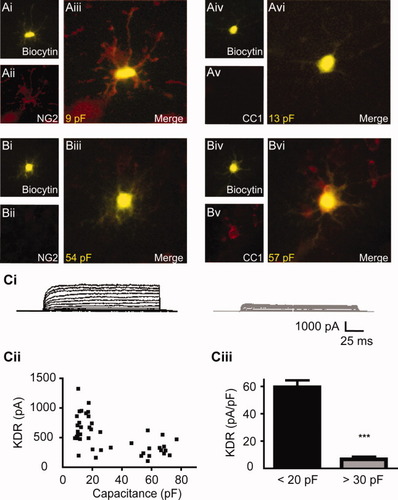 Details are in the caption following the image Details are in the caption following the image