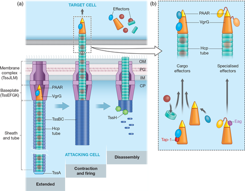 Details are in the caption following the image Details are in the caption following the image