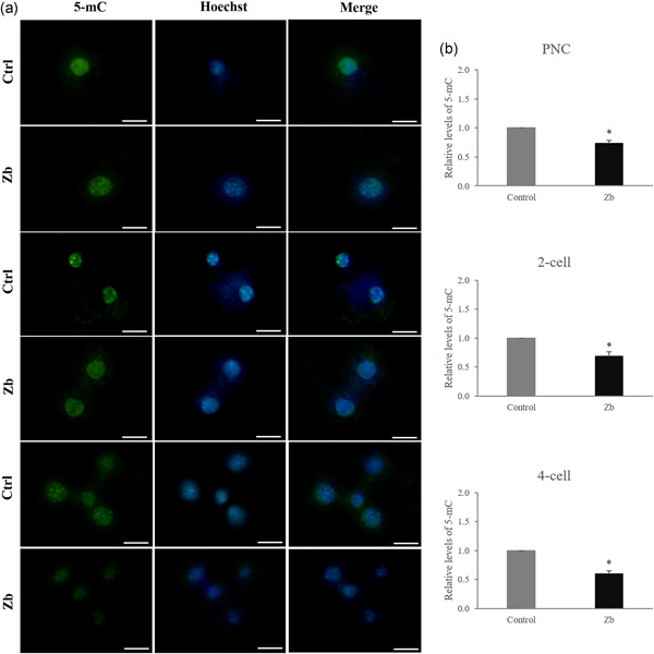 Enhancement of epigenetic reprogramming status of porcine cloned embryos with zebularine, a DNA methyltransferase inhibitor