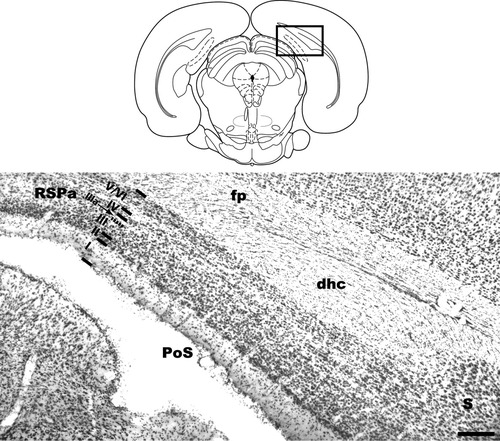 Details are in the caption following the image Details are in the caption following the image