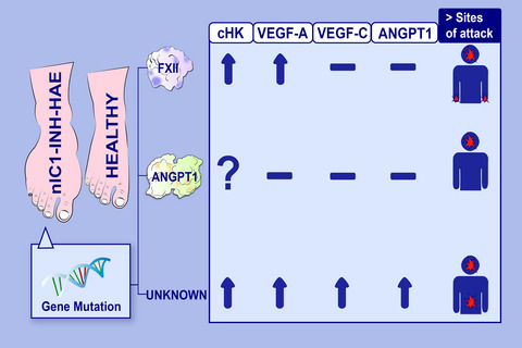 Impaired control of the contact system in hereditary angioedema with normal C1-inhibitor