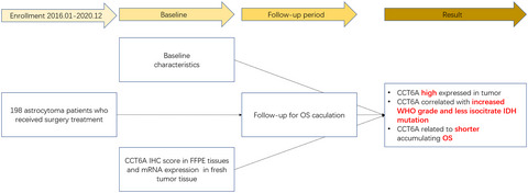 Chaperonin-containing tailless complex polypeptide 1 subunit 6A correlates with increased World Health Organization grade, less isocitrate dehydrogenase mutation, and deteriorative survival of astrocytoma patients