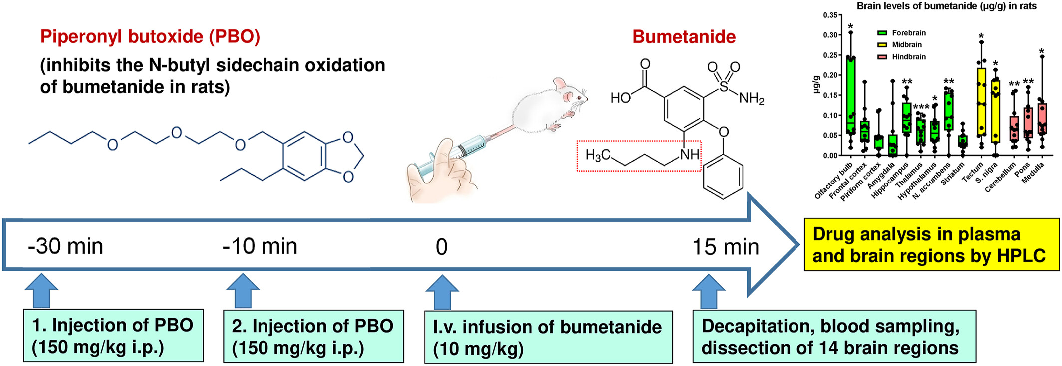 Heterogeneous brain distribution of bumetanide following systemic administration in rats