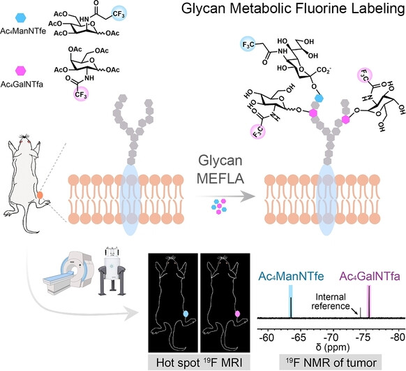 Glycan Metabolic Fluorine Labeling for In Vivo Visualization of Tumor Cells and In Situ Assessment of Glycosylation Variations