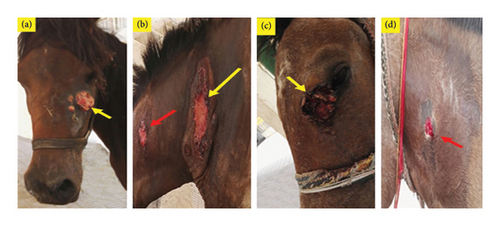 Details are in the caption following the image Details are in the caption following the image
