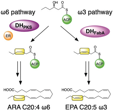 Control Mechanism for cis Double-Bond Formation by Polyunsaturated Fatty-Acid Synthases