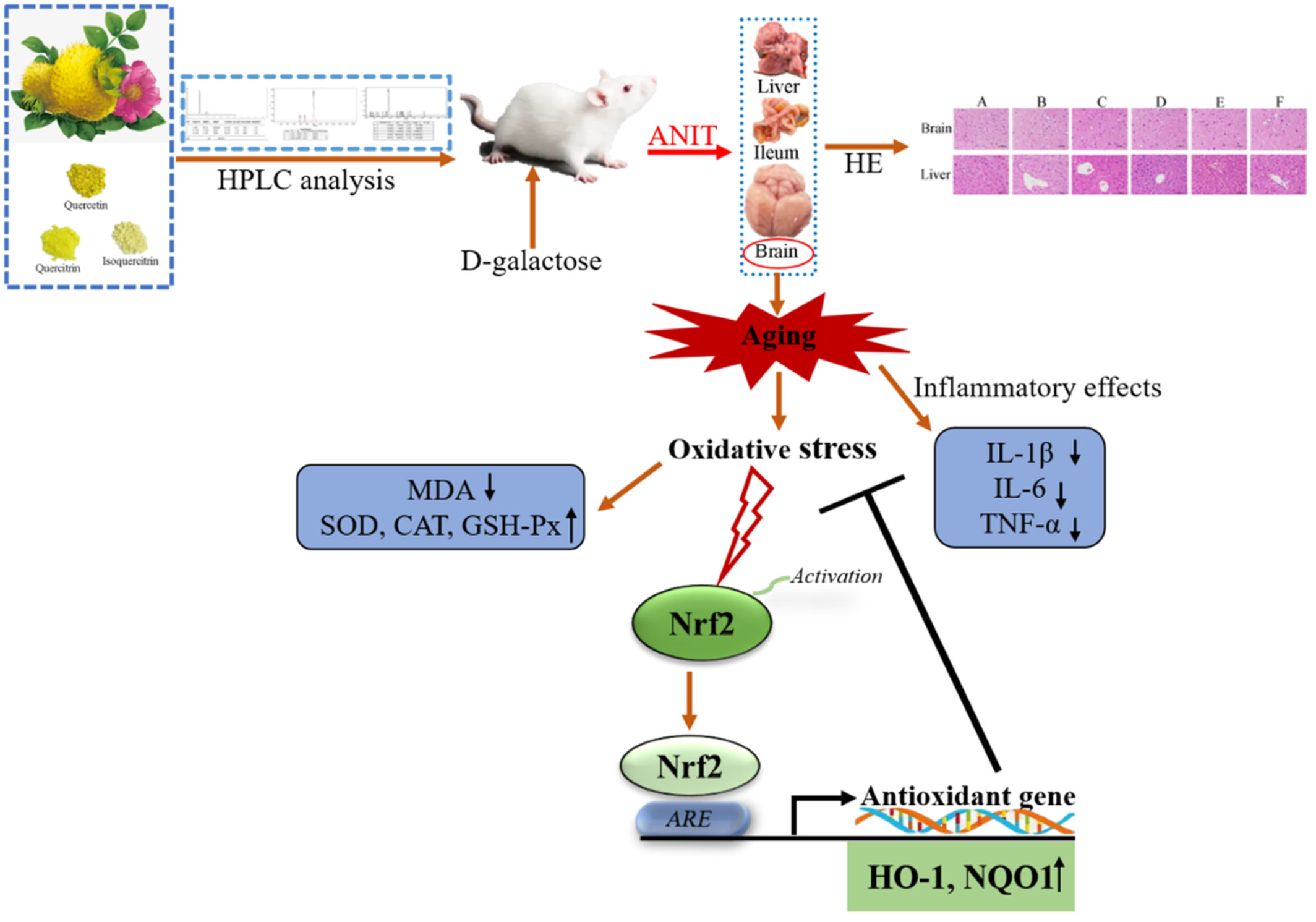 Effects of Rosa roxburghii Tratt glycosides and quercetin on D-galactose-induced aging mice model