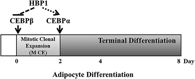 Transcription factor HMG box-containing protein 1 (HBP1) modulates mitotic clonal expansion (MCE) during adipocyte differentiation