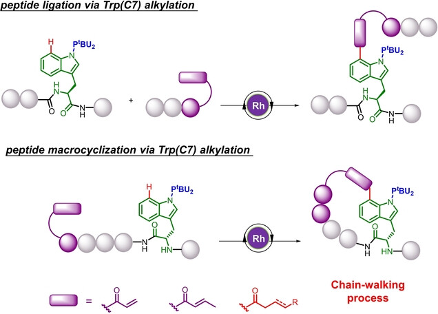 PIII-Directed Late-Stage Ligation and Macrocyclization of Peptides with Olefins by Rhodium Catalysis