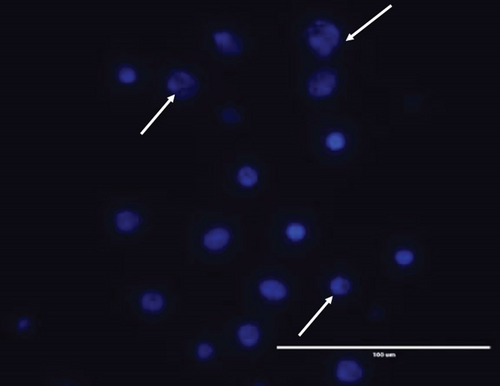 Details are in the caption following the image Details are in the caption following the image