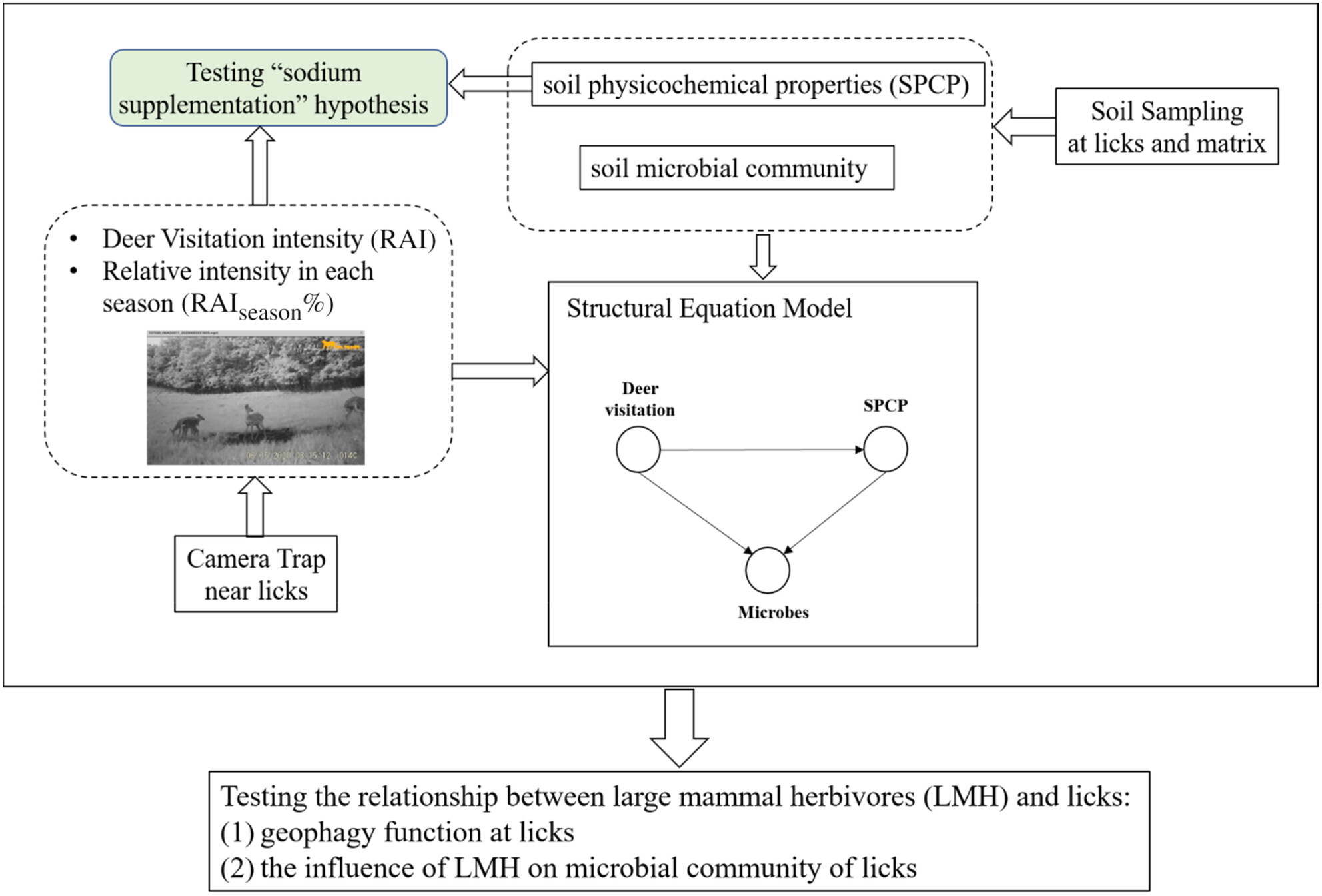 The role of large mammalian herbivores in shaping and maintaining soil microbial communities of natural mineral licks: A case study on sika deer at the firebreak adjacent to the Sino-Russian border