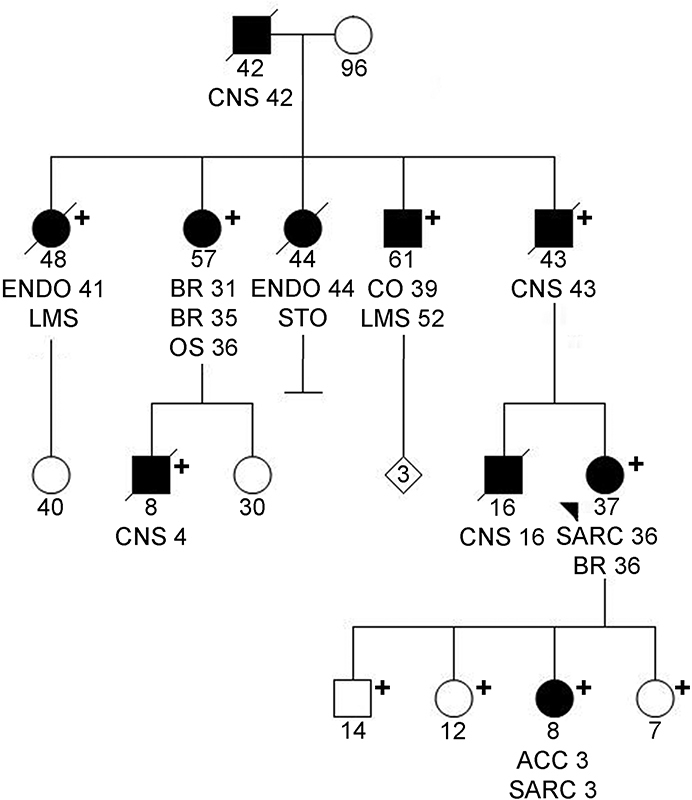 Germline TP53 Mutations and the Changing Landscape of Li–Fraumeni Syndrome