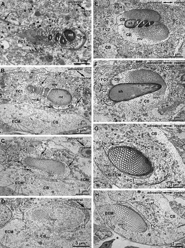 Details are in the caption following the image Details are in the caption following the image