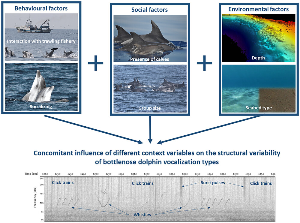 The Acoustic Ecology of Coastal Dolphins by Assessing the Structural Variability of Sounds and the Influence of Contextual Factors