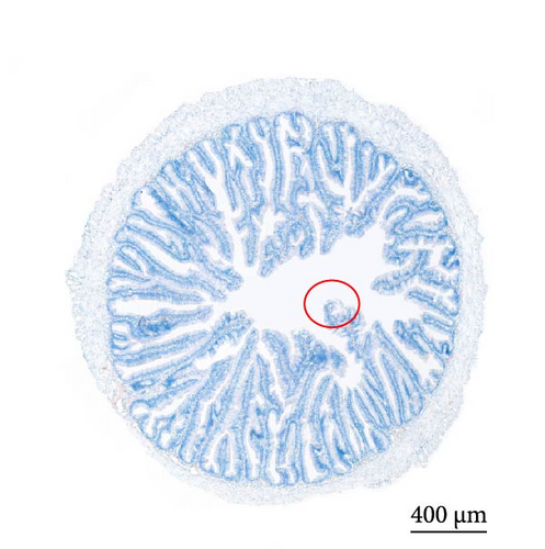 Details are in the caption following the image Details are in the caption following the image