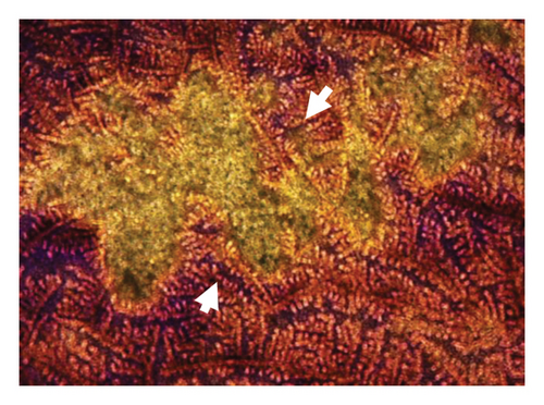 Details are in the caption following the image Details are in the caption following the image