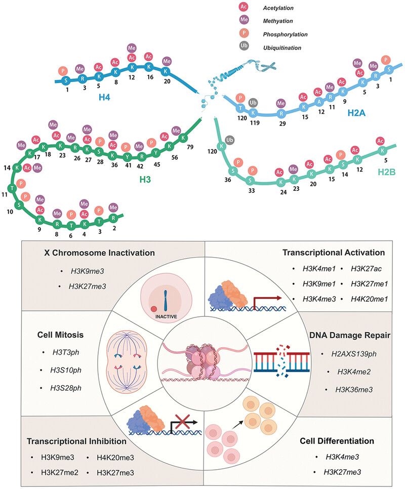 Post-translational modifications of histones: Mechanisms, biological functions, and therapeutic targets