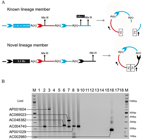 Transduction-Specific ATLAS Reveals a Cohort of Highly Active L1 Retrotransposons in Human Populations