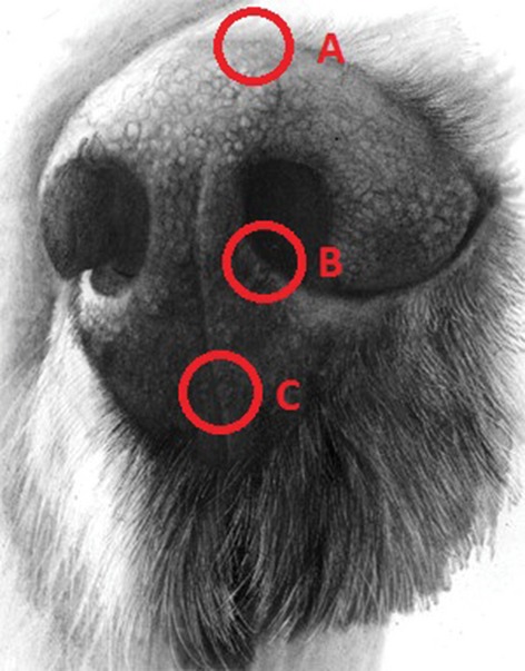 A preliminary survey of the histopathological features of skin from the planum nasale and adjacent skin of dogs unaffected by dermatological or respiratory disease