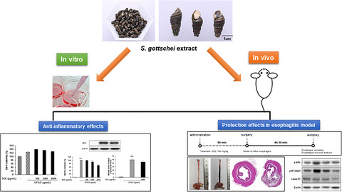 Role of Semisulcospira gottschei extract as medicinal food on reflux esophagitis in rats