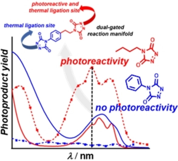 Die Stärke von Action Plots: Untersuchung der Reaktionsselektivität lichtstabilisierter dynamischer kovalenter Chemie