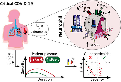 Blunted sFasL signalling exacerbates TNF-driven neutrophil necroptosis in critically ill COVID-19 patients