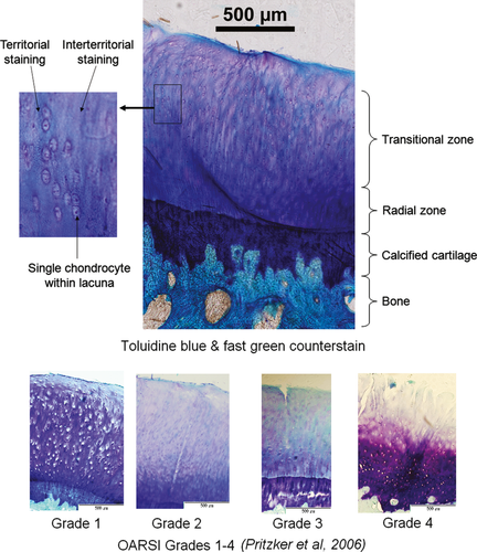 Details are in the caption following the image Details are in the caption following the image