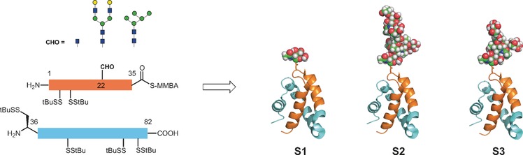 Synthetic Glycoforms Reveal Carbohydrate-Dependent Bioactivity of Human Saposin D