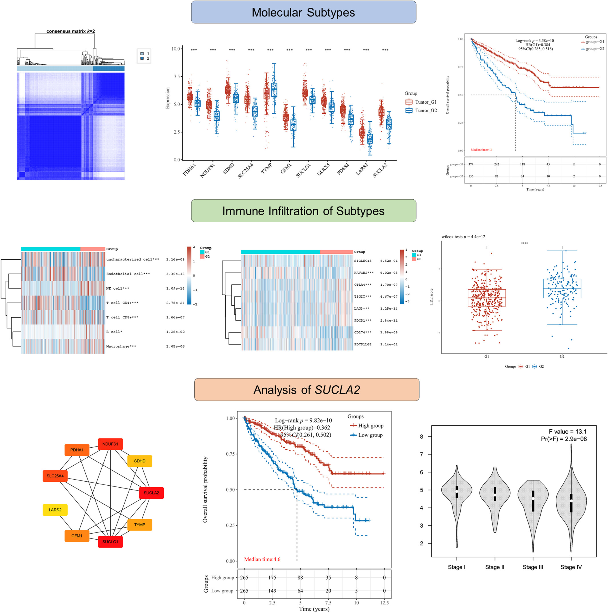 Comprehensive analyses of nuclear mitochondria-related genes in the molecular features, immune infiltration, and drug sensitivity of clear cell renal cell carcinoma