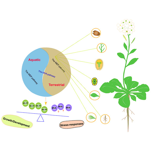 An update on the function and regulation of methylerythritol phosphate and mevalonate pathways and their evolutionary dynamics