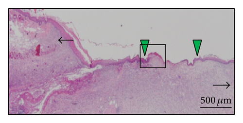Details are in the caption following the image