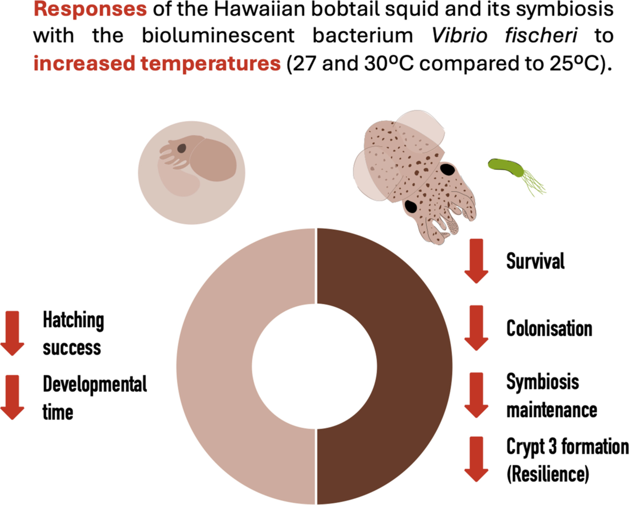 Climate-Driven Warming Disrupts the Symbiosis of Bobtail Squid Euprymna scolopes and the Luminous Bacterium Vibrio fischeri