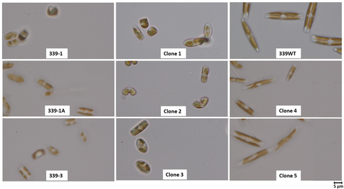 Details are in the caption following the image Details are in the caption following the image