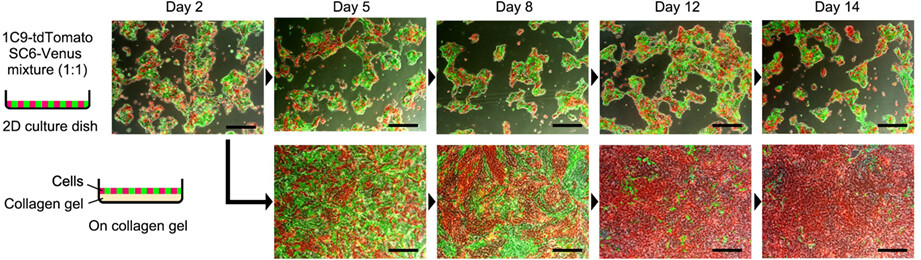 Frequent loss of metastatic ability in subclones of Apc, Kras, Tgfbr2, and Trp53 mutant intestinal tumor organoids
