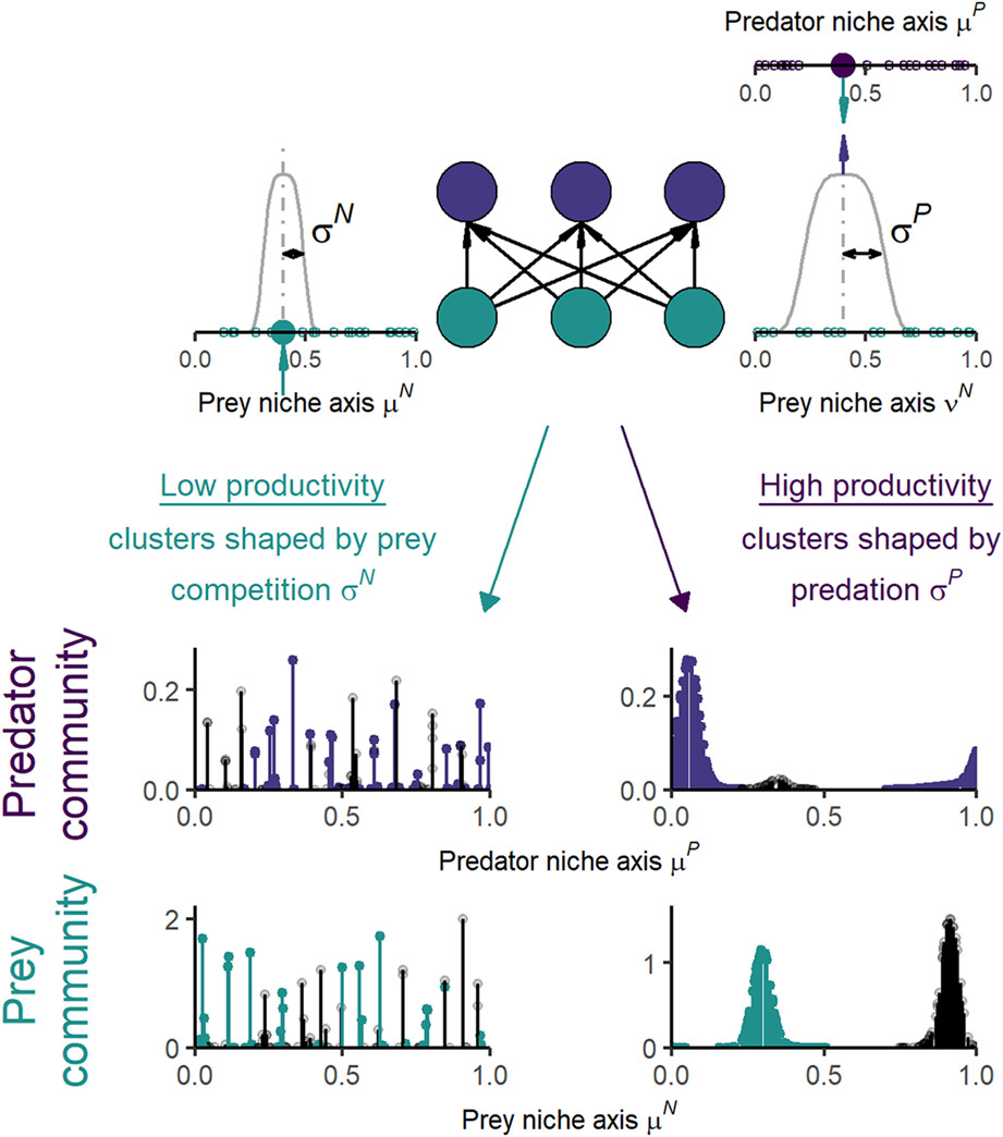 Emerging niche clustering results from both competition and predation