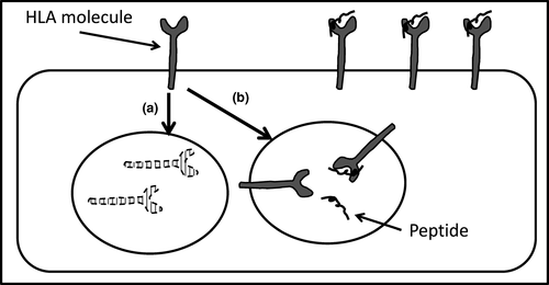 Details are in the caption following the image