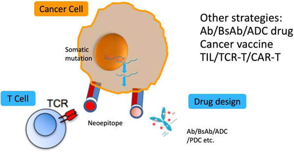 Neoantigen vaccine and neoantigen-specific cell adoptive transfer therapy in solid tumors: Challenges and future directions