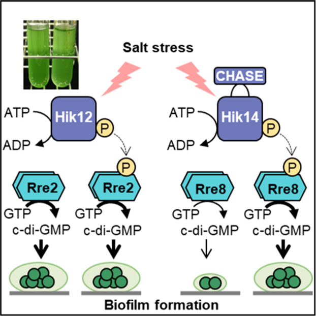 Two cyanobacterial response regulators with diguanylate cyclase activity, Rre2 and Rre8, participate in biofilm formation