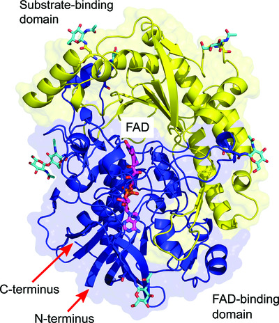 Crystallographic fragment screening-based study of a novel FAD-dependent oxidoreductase from Chaetomium thermophilum