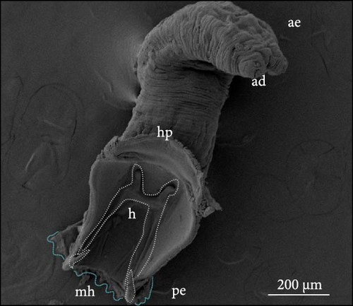 Details are in the caption following the image Details are in the caption following the image