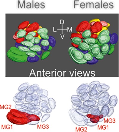 Organization of the antennal lobes in the praying mantis (Tenodera aridifolia)