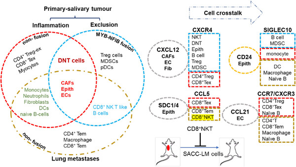 NKT cells contribute to alleviating lung metastasis in adenoid cystic carcinoma