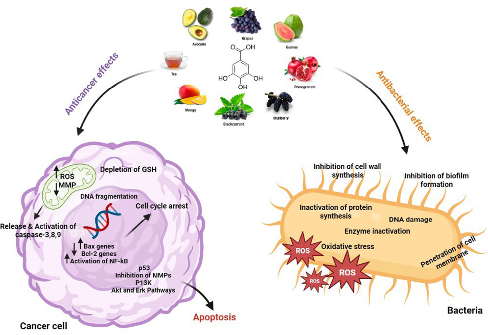 An update on the potential mechanism of gallic acid as an antibacterial and anticancer agent