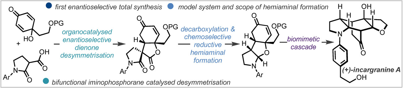 Enantioselective Total Synthesis of (+)-Incargranine A Enabled by Bifunctional Iminophosphorane and Iridium Catalysis